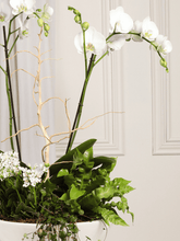 Arreglo de Orquideas Orinoco Blanco (Solo en Medellín)